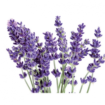 Fragrance oil 50ml, lavender 1 ― VIP Office HobbyART