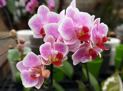 Fragrance oil 50ml, Lavender and Orchid ― VIP Office HobbyART