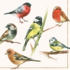 Napkin 13306020 33 x 33 cm BIRDS