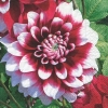 Салфетка для декупажа 21998 33 x 33 cm Dahlia