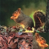 Салфетка для декупажа - 33 x 33 cm Squirrel