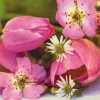 Napkin - 33 x 33 cm Fiora Rosa