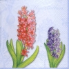 Salvrätik NV-74069 33 x 33 cm hyacinth