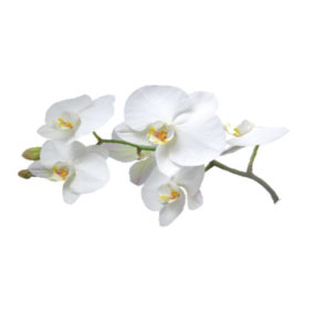 Fragrance oil 50ml, orchid ― VIP Office HobbyART