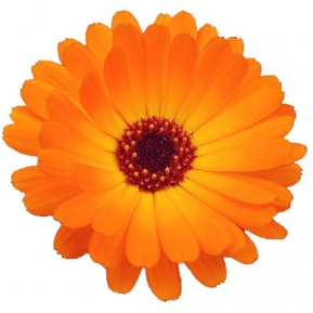 Ароматическое масло 50мл, Calendula 1 (calendula flowers) ― VIP Office HobbyART