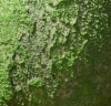 Moss effect 3640 dark green 90 ml Cadence