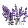 Fragrance oil 50ml, lavender 2