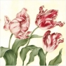 Салфетка для декупажа Tulipa Sylvestris red SDL023000