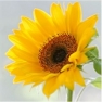 Салфетка для декупажа Sunny Flower SDL440000