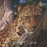 Napkin 211134 33 x 33 cm Leopard